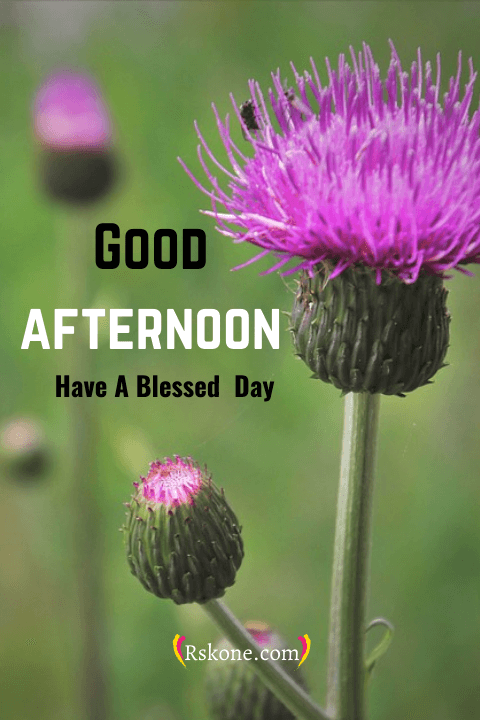 good afternoon images 022