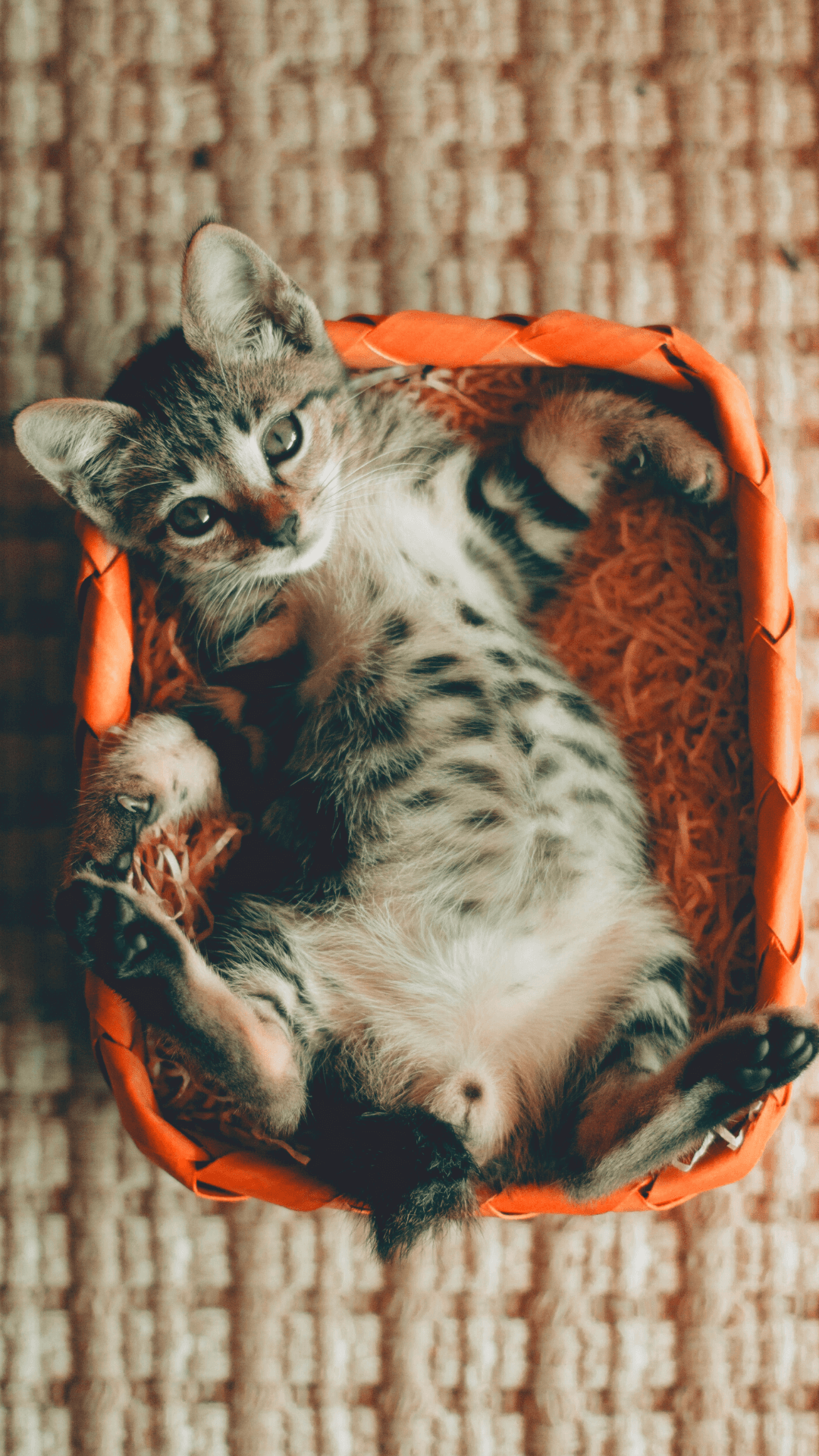 kitten wallpaper 004
