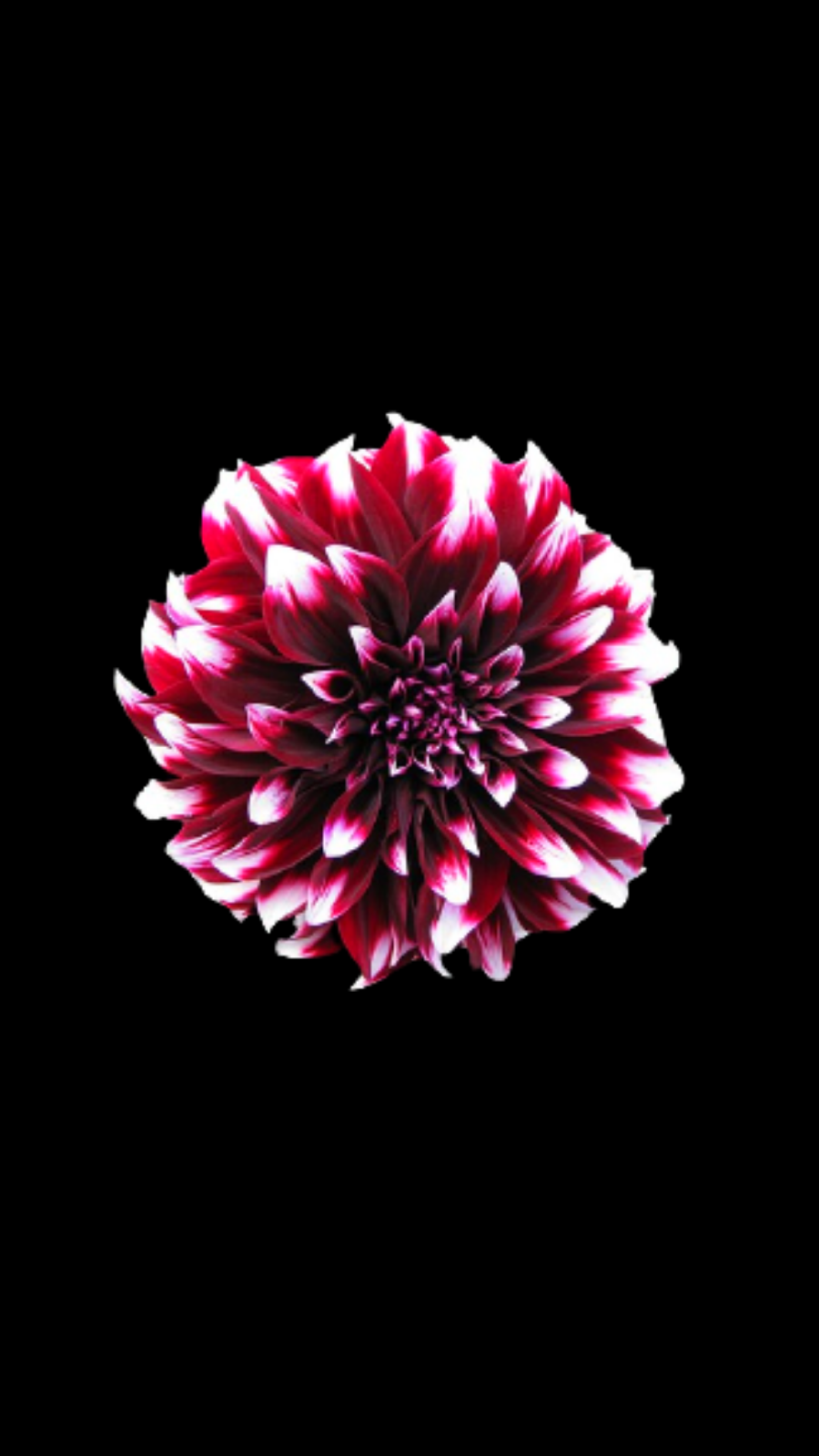 flower wallpaper iphone 57