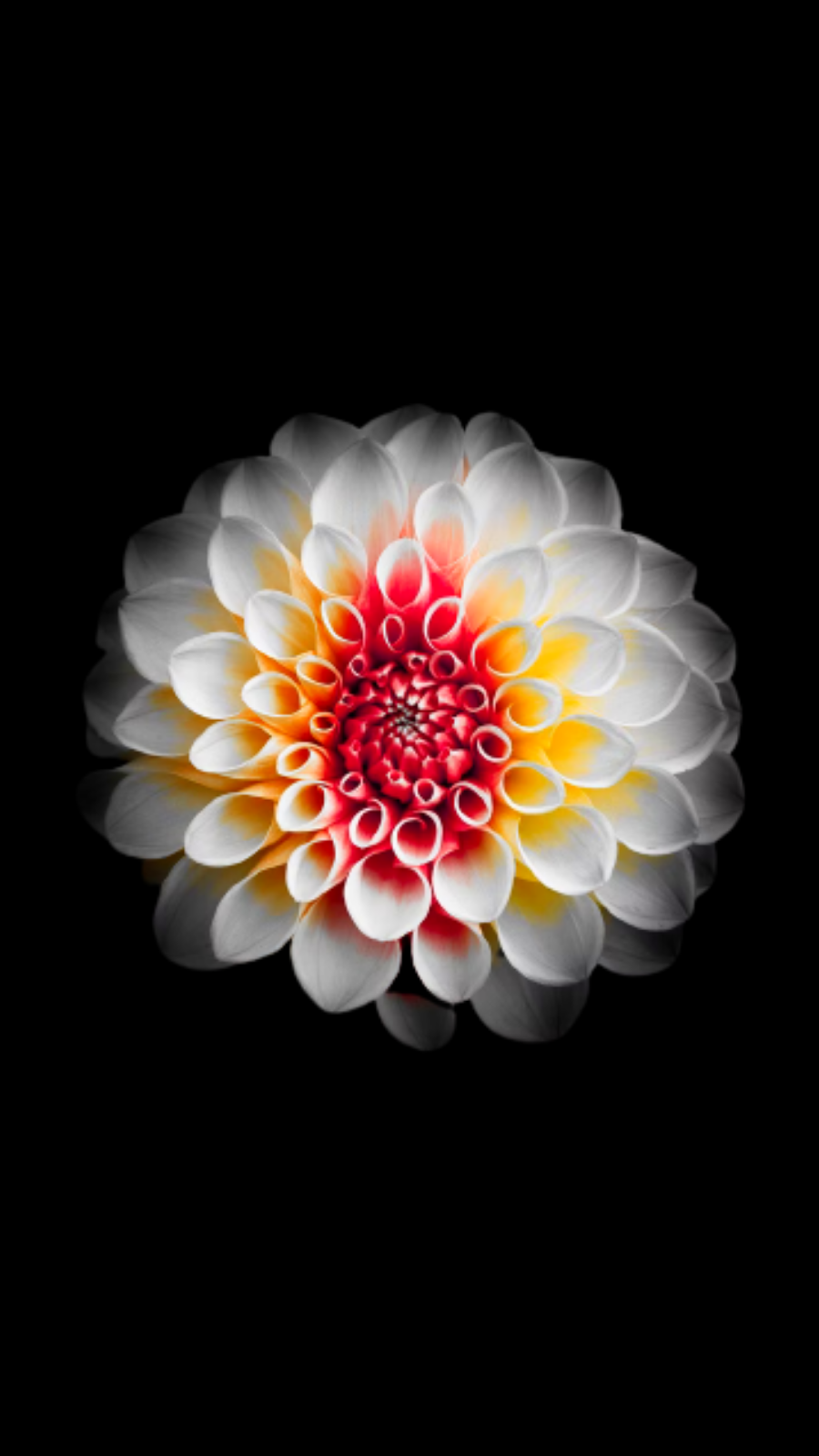 flower wallpaper iphone 9