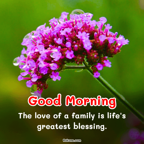 Good Morning Pink Flower Blessings Image 5