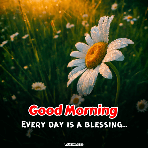 Good Morning Sunflower Blessings Image 8