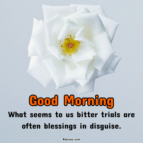 Good Morning White Rose Blessings Image 42